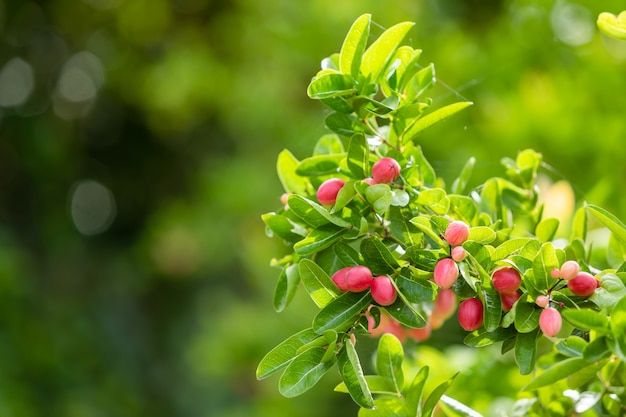 Mazzo di ribes del Bengala sul cespuglio