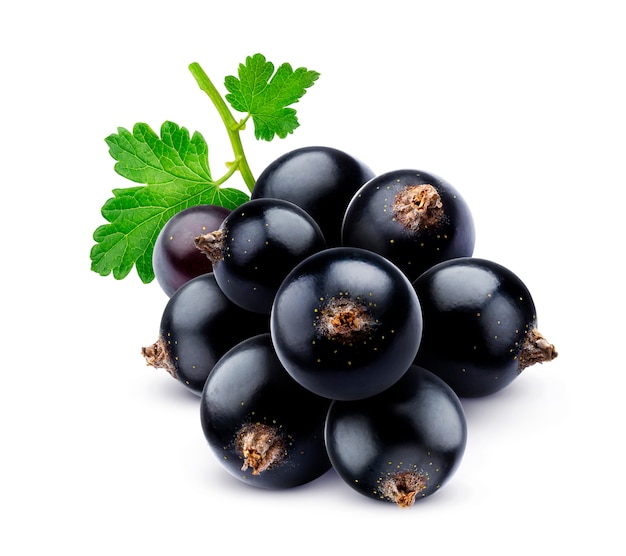 Mazzo di ribes nero isolato su fondo bianco