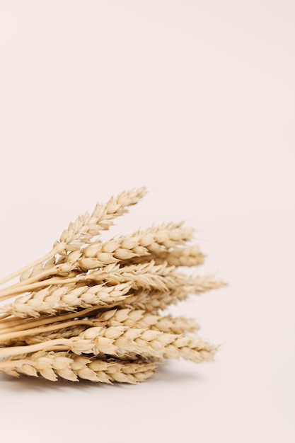 Mazzo di spighe di grano maturo primo piano su sfondo beige Raccolta autunnale creativa di colture di grano