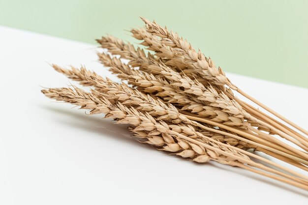 Mazzo di spighe di grano maturo primo piano su sfondo verde pastello Creativo raccolto autunnale di grano