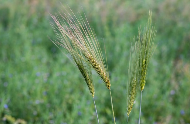 Mazzo di spighe di grano verdi primo piano all'interno di un campo agricolo con spazio per la copia