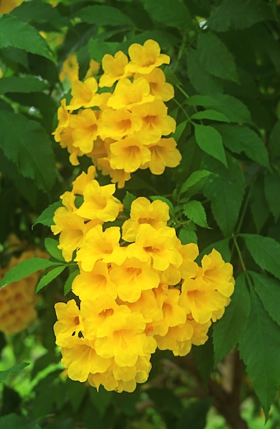 Mazzo di splendidi fiori gialli a campana in piena fioritura sull'albero