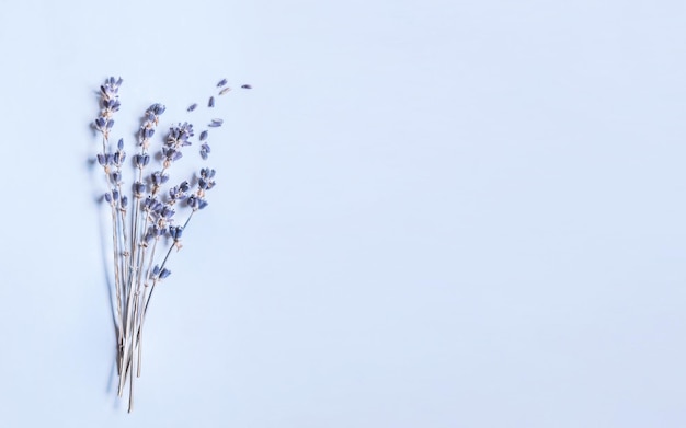 Mazzo di steli di lavanda essiccati sullo sfondo azzurro con spazio per la copia sul lato sinistro