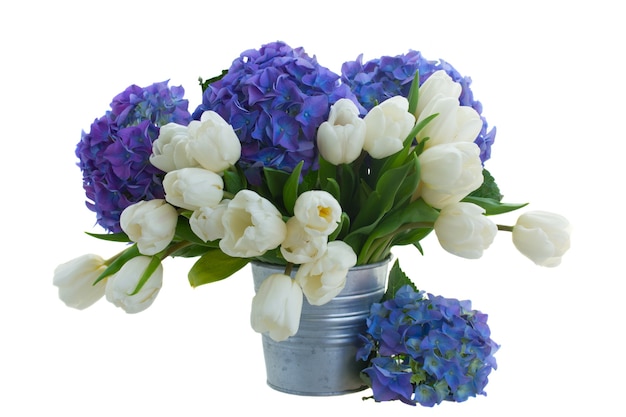 Mazzo di tulipani bianchi e fiori di ortensie blu isolati su uno spazio bianco