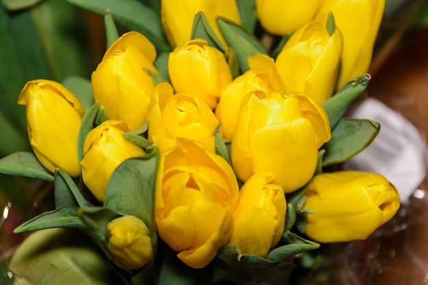 Mazzo di tulipani gialli. Avvicinamento. Germogli di tulipani su un gambo verde. Natura.