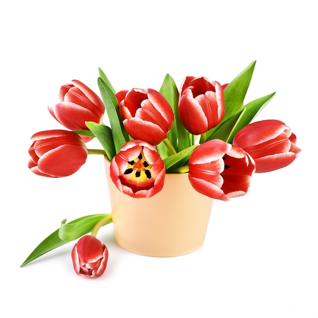 Mazzo di tulipani rossi con i bordi bianchi isolati su bianco