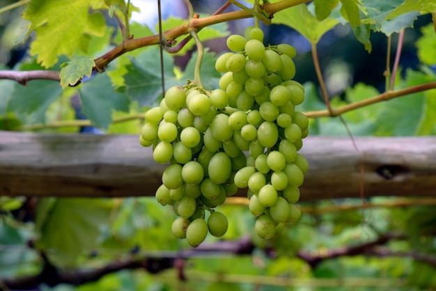 Mazzo di uva verde che appende nella vigna