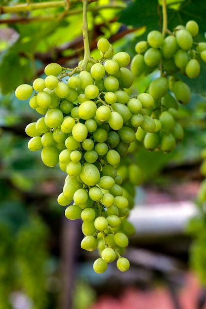 Mazzo di uva verde che appende nella vigna