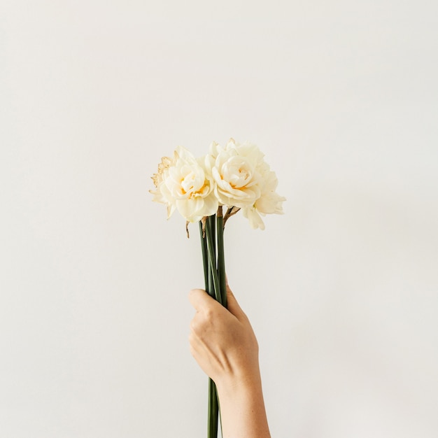 Mazzo femminile dei fiori del narciso della stretta della mano sulla superficie bianca