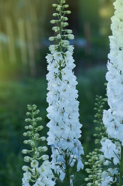 Mazzo fresco di bellissimi fiori naturali sul campo Fiori bianchi Delphinium fiori che sbocciano Fiori bianchi Delphinium crescita in giardino