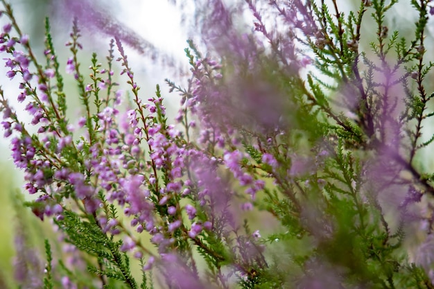 Mazzo lilla rosa brillante di erica comune Calluna vulgaris con fiori viola sfocati