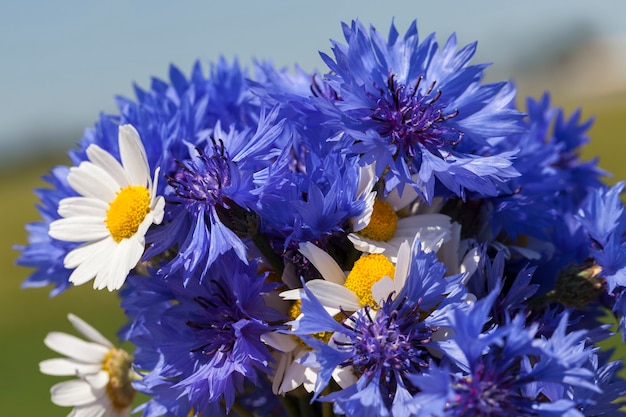 Mazzo raccolto di fiordaliso blu fiori di campo