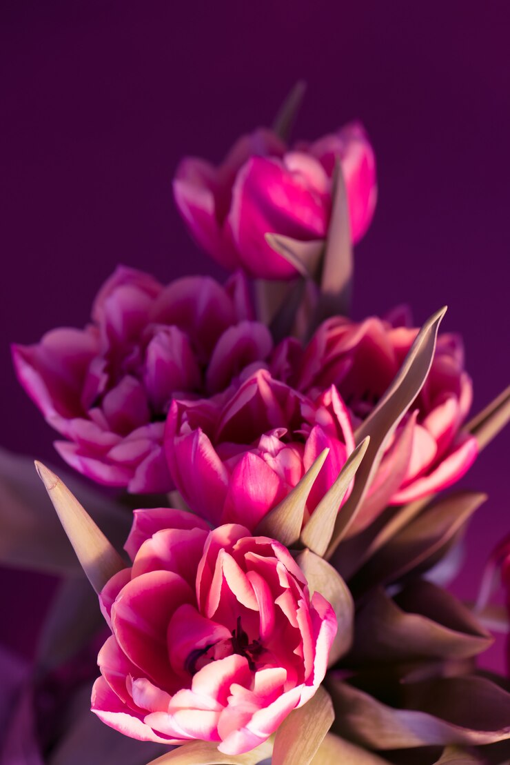Mazzo rosa bello fresco dei tulipani su fondo porpora.