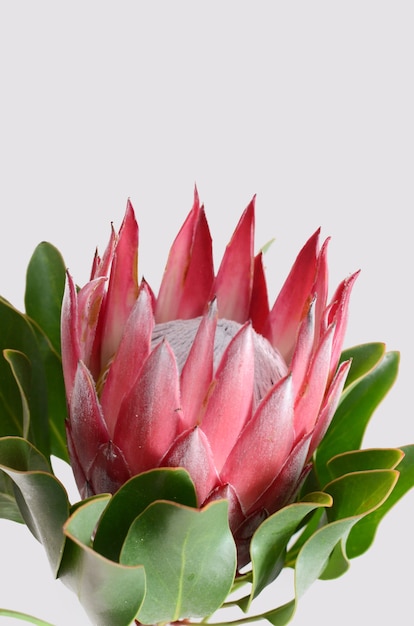 Mazzo rosso del fiore del protea su un fondo isolato bianco con il percorso di ritaglio. Avvicinamento. Per de