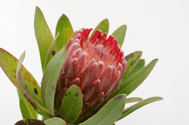 Mazzo rosso del fiore del protea su un fondo isolato bianco