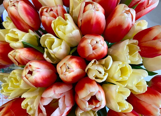 Mazzo variopinto dei tulipani Bei tulipani nella carta da parati del giardino