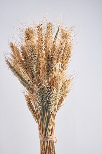 Mazzo verticale di spighette di grano mature orecchie