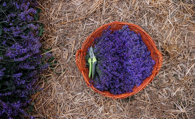 Mazzo XAA di lavanda tagliata in un cesto di vimini e cesoia contro uno sfondo di campi di lavanda in fiore Concetto di raccolta di lavanda