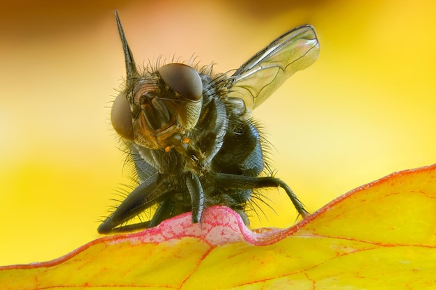 Meatfly seduto su una vista frontale di macrofotografia ravvicinata di una foglia autunnale gialla