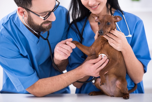 Medici con cane durante l'esame in clinica veterinaria.