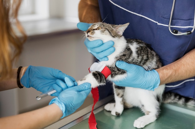 Medici del primo piano con attrezzatura che aiuta un gatto