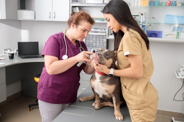 Medici fiduciosi stanno facendo cure mediche nella moderna clinica veterinaria