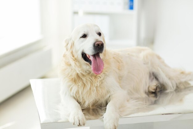 medicina, animali domestici, animali e concetto di assistenza sanitaria - primo piano del cane golden retriever presso la clinica veterinaria