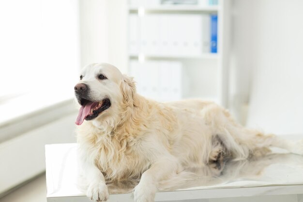 medicina, animali domestici, animali e concetto di assistenza sanitaria - primo piano del cane golden retriever presso la clinica veterinaria