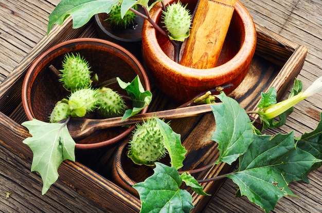 Medicina di erbe naturali, datura