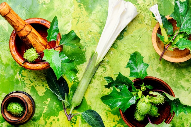 Medicina di erbe naturali, datura