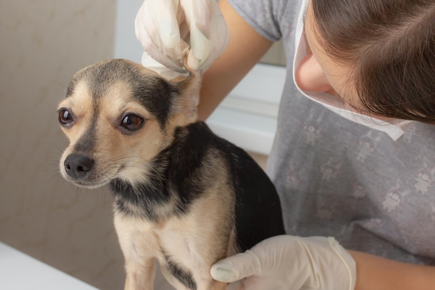 Medicina per animali. La ragazza un veterinario esamina il cane terrier toy, controlla le orecchie