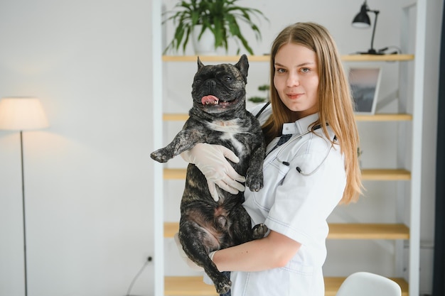 Medicina per la cura degli animali domestici e il concetto di persone primo piano del cane bulldog francese e della mano del medico veterinario presso la clinica veterinaria