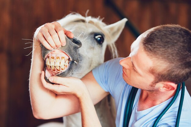 Medicina veterinaria in azienda