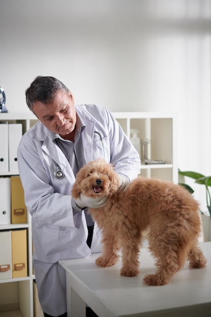 Medico che esamina un cane di piccola taglia