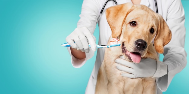 Medico che lava il dente del cane per le cure dentistiche