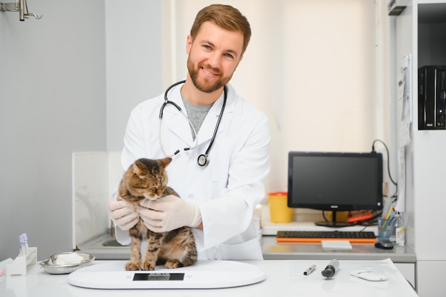 Medico veterinario che controlla il gatto in una clinica veterinaria