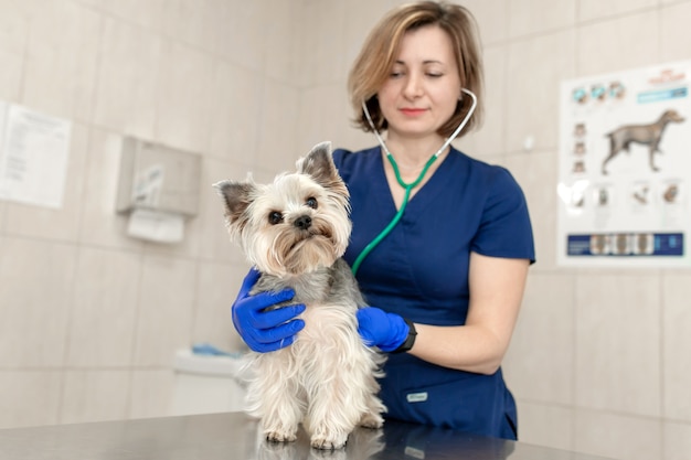 Medico veterinario che esamina un cane del terrier di Yorkshire