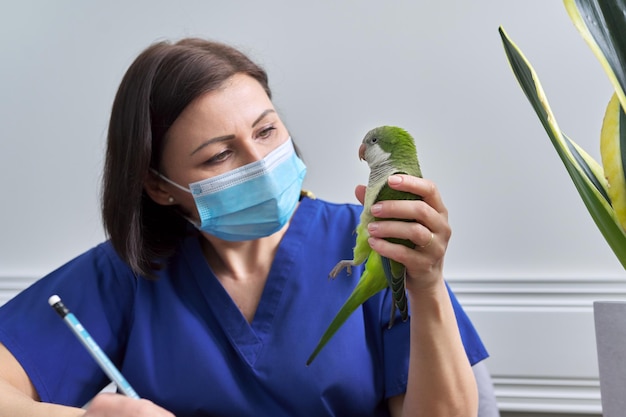 Medico veterinario che esamina un pappagallo quacchero verde