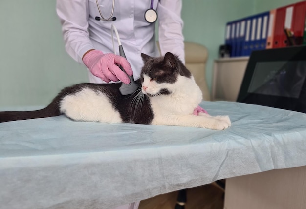 Medico veterinario che esegue l'esame ecografico dell'addome del gattino in clinica