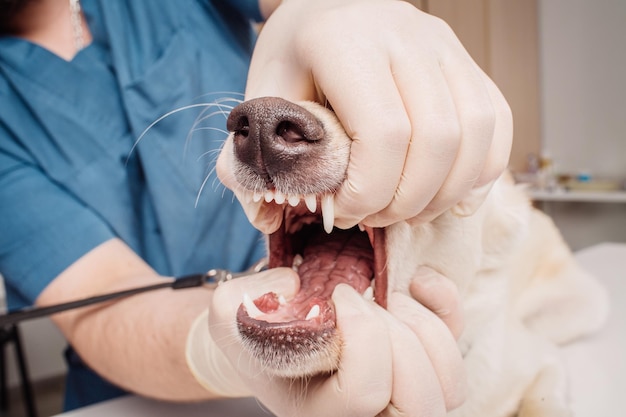 Medico veterinario che ispeziona i denti di cane presso la clinica veterinaria