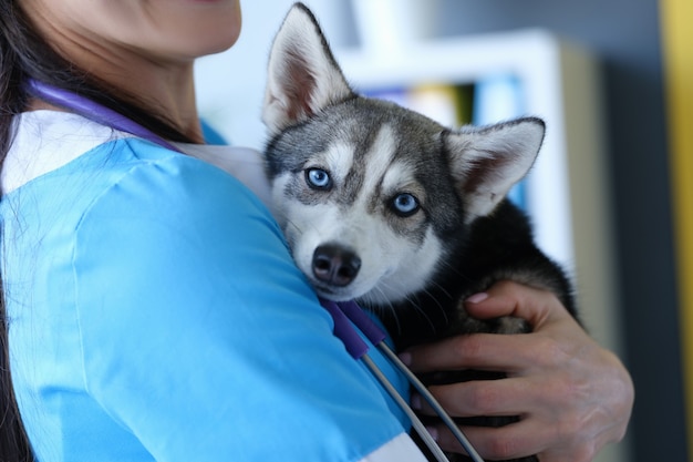 Medico veterinario che tiene un cane di razza malato in clinica