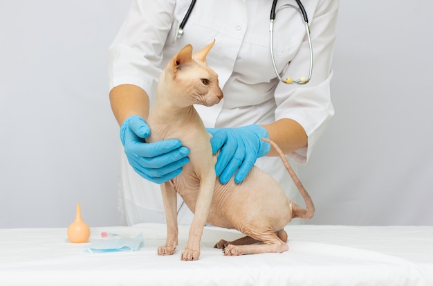 Medico veterinario con gatto malato di sphynx