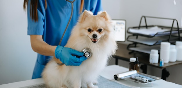 Medico veterinario e cucciolo di Pomerania all'ambulanza veterinaria