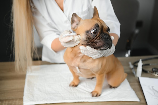 Medico veterinario felice con un cane alla clinica veterinaria