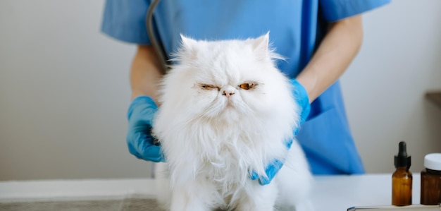 Medico veterinario femminile che usa lo stetoscopio per gattino carino e orecchie di animali pulite in ospedale per animali xA