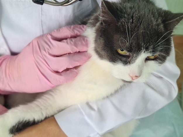 Medico veterinario tiene in braccio un simpatico gatto bianco nella clinica veterinaria