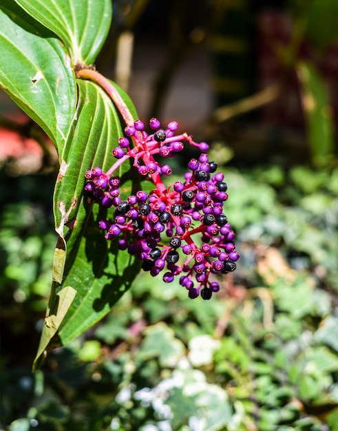 Medinilla speciosa pianta che cresce in Da Lat Vietnam