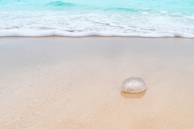 Medusa animale sulla spiaggia tropicale di sabbia estate mare blu.