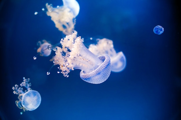 Medusa in un acquario con bolle d'acqua