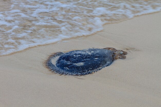 Medusa incagliata sulla spiaggia.